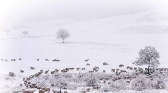 原创 来银装素裹的阿鲁科尔沁,听一曲草原上的“冬日恋歌”……16