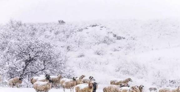 原创 来银装素裹的阿鲁科尔沁,听一曲草原上的“冬日恋歌”……17