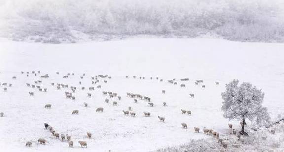 原创 来银装素裹的阿鲁科尔沁,听一曲草原上的“冬日恋歌”……18