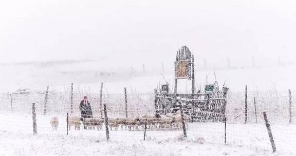 原创 来银装素裹的阿鲁科尔沁,听一曲草原上的“冬日恋歌”……20