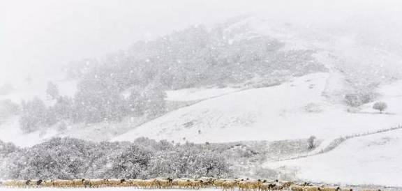 原创 来银装素裹的阿鲁科尔沁,听一曲草原上的“冬日恋歌”……21