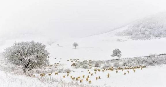 原创 来银装素裹的阿鲁科尔沁,听一曲草原上的“冬日恋歌”……22
