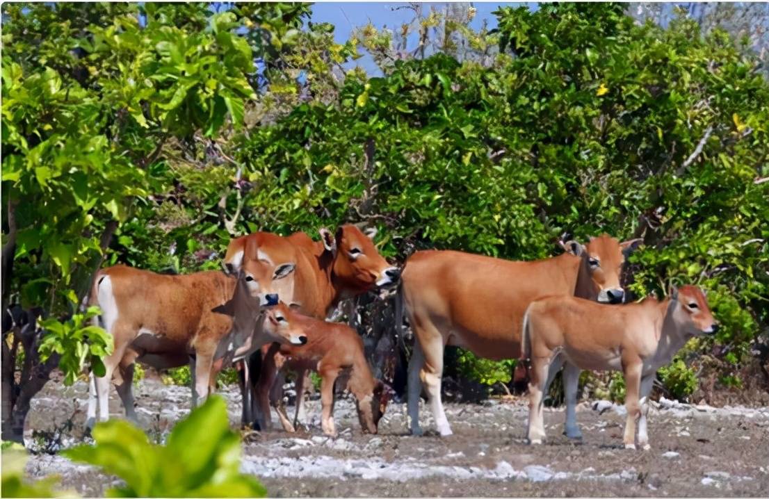 原创 西沙东岛出现上百头野牛，周边都是海洋，它们是怎么来的？3