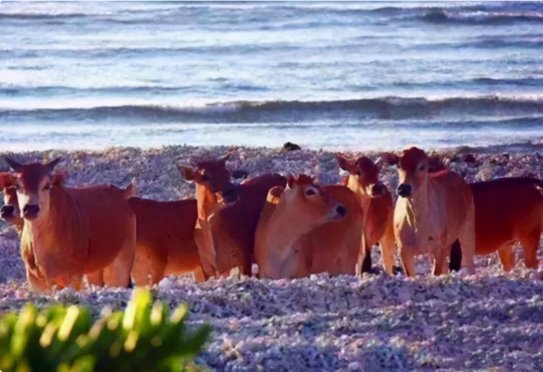 原创 西沙东岛出现上百头野牛，周边都是海洋，它们是怎么来的？4