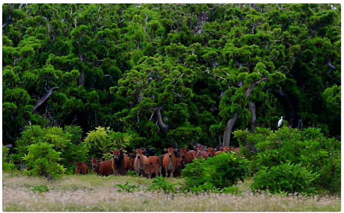 原创 西沙东岛出现上百头野牛，周边都是海洋，它们是怎么来的？5