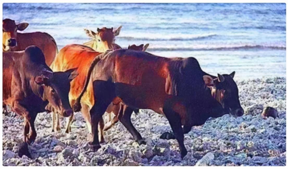 原创 西沙东岛出现上百头野牛，周边都是海洋，它们是怎么来的？6