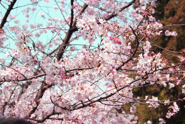 春天最美的四个赏樱地,带着心爱的老伴,去看看吧3