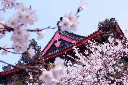 春天最美的四个赏樱地,带着心爱的老伴,去看看吧4