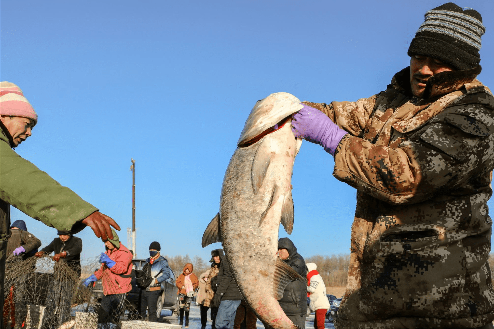 原创 查干湖的鱼为何越捞越多?一条头鱼拍出300万,怎么这么值钱?6
