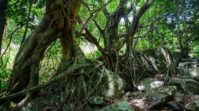 中国也有国家公园啦!首批名单公布,堪称“有生命的国家宝藏”3