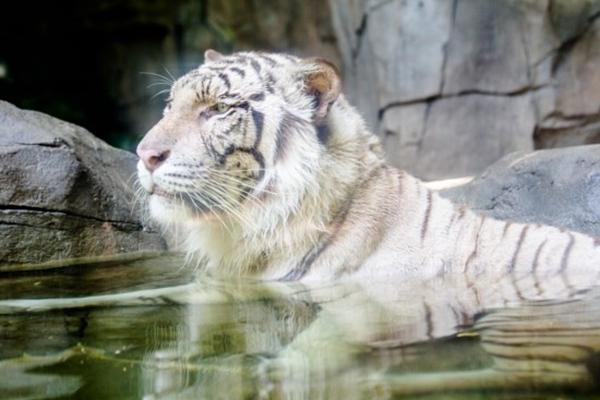 广州长隆野生动物园孩子可以体验的项目2