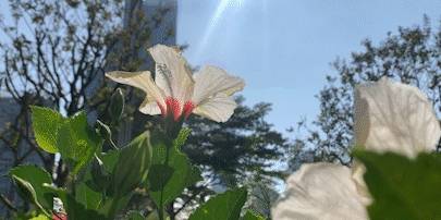 原创 藏在深圳富人区的「爱情公园」，火了20