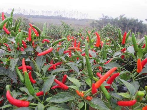 原创 为何泰国人做菜,总要撒上几颗“老鼠屎”?说出来你可能不信5