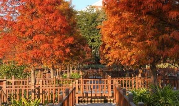 原创 秋醉厦门,落羽杉赏秋胜地大放送2