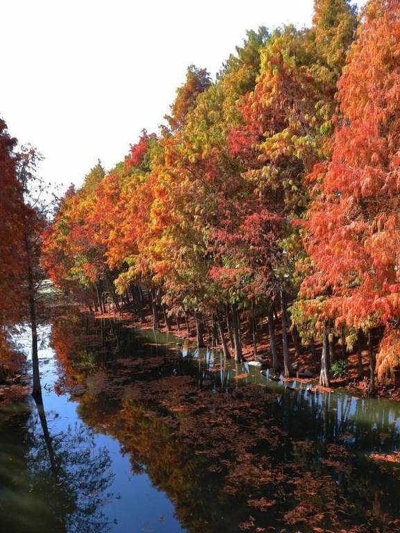 原创 秋醉厦门,落羽杉赏秋胜地大放送3
