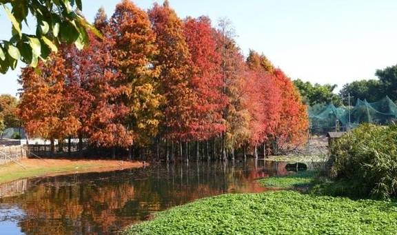 原创 秋醉厦门,落羽杉赏秋胜地大放送4