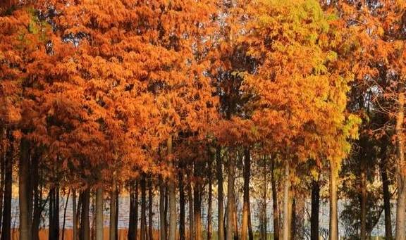 原创 秋醉厦门,落羽杉赏秋胜地大放送5
