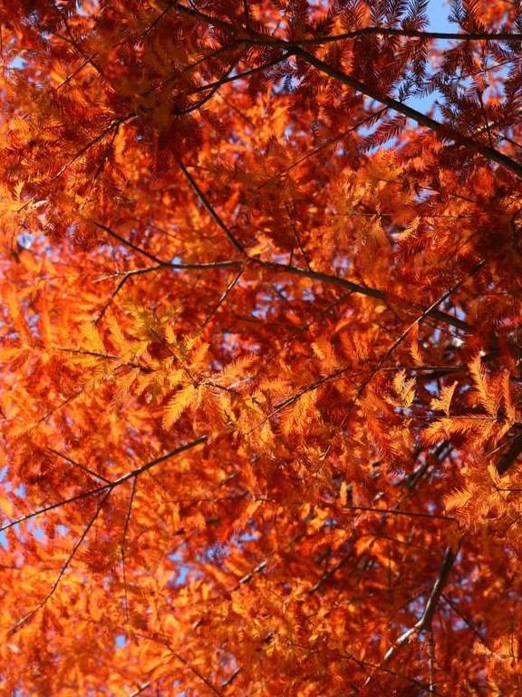 原创 秋醉厦门,落羽杉赏秋胜地大放送6