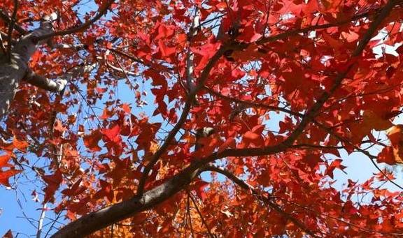 原创 秋醉厦门,落羽杉赏秋胜地大放送8