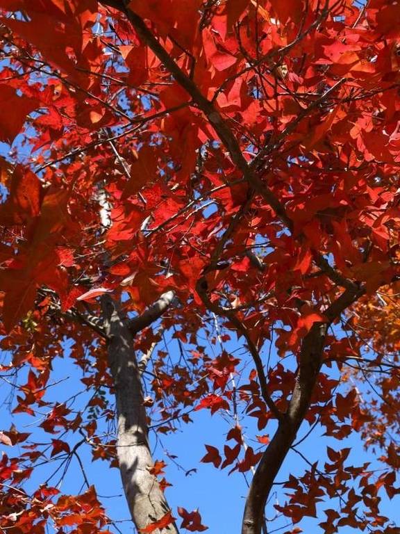 原创 秋醉厦门,落羽杉赏秋胜地大放送9