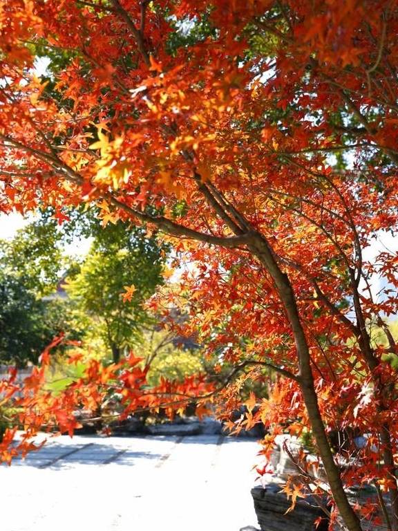 原创 秋醉厦门,落羽杉赏秋胜地大放送10