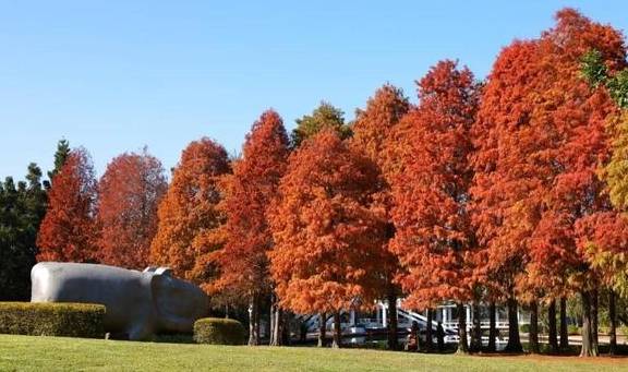 原创 秋醉厦门,落羽杉赏秋胜地大放送11