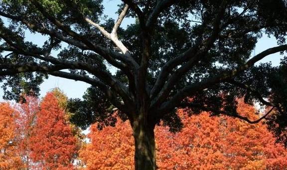 原创 秋醉厦门,落羽杉赏秋胜地大放送12