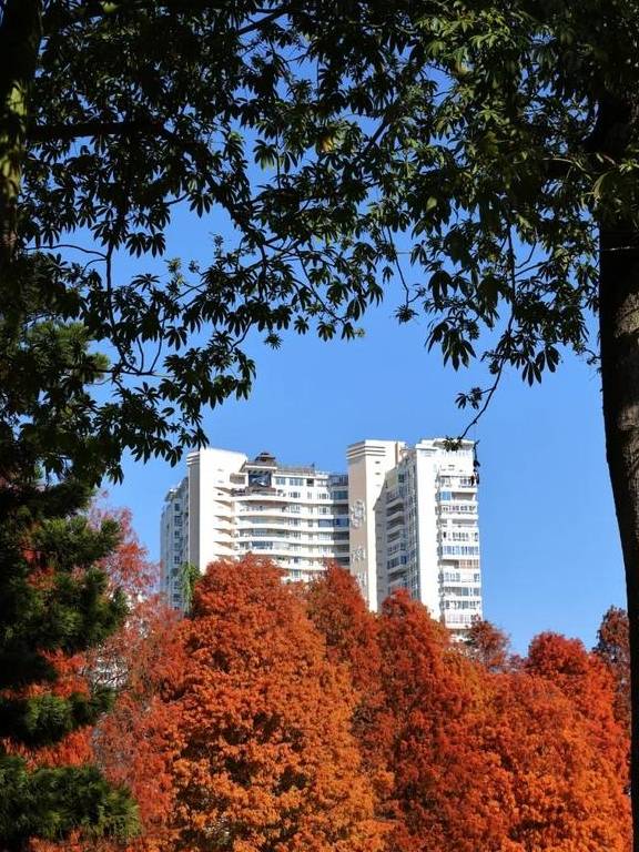 原创 秋醉厦门,落羽杉赏秋胜地大放送13