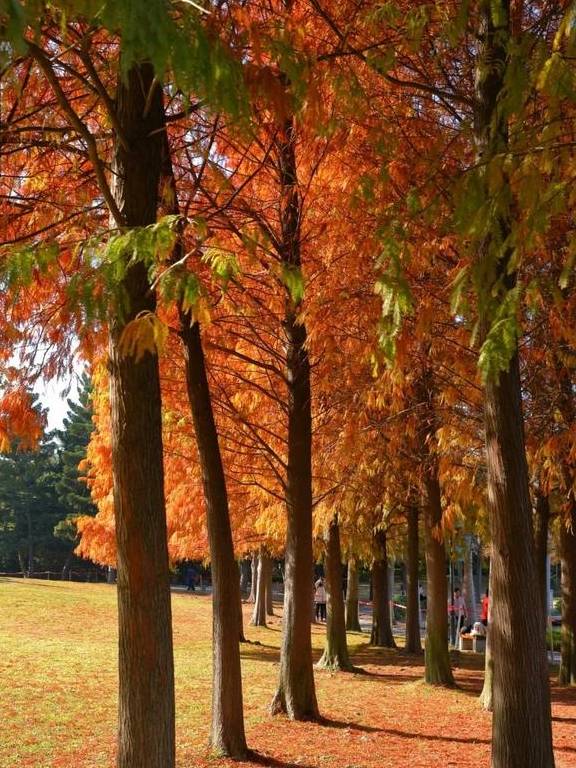 原创 秋醉厦门,落羽杉赏秋胜地大放送14