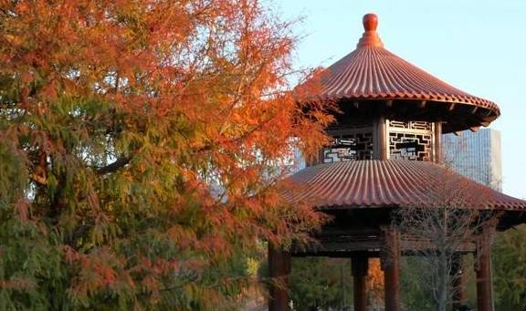 原创 秋醉厦门,落羽杉赏秋胜地大放送15