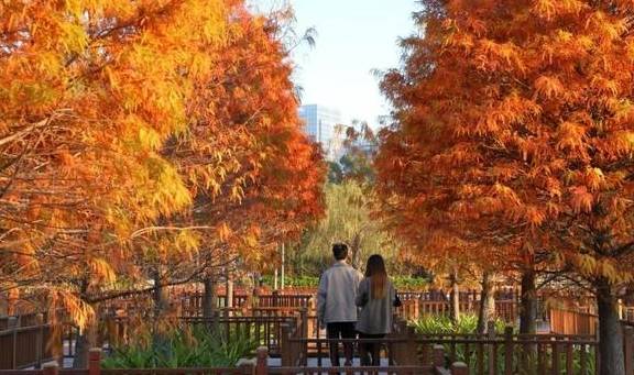 原创 秋醉厦门,落羽杉赏秋胜地大放送16