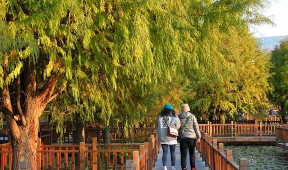 原创 秋醉厦门,落羽杉赏秋胜地大放送17