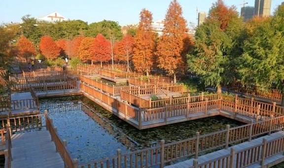 原创 秋醉厦门,落羽杉赏秋胜地大放送18