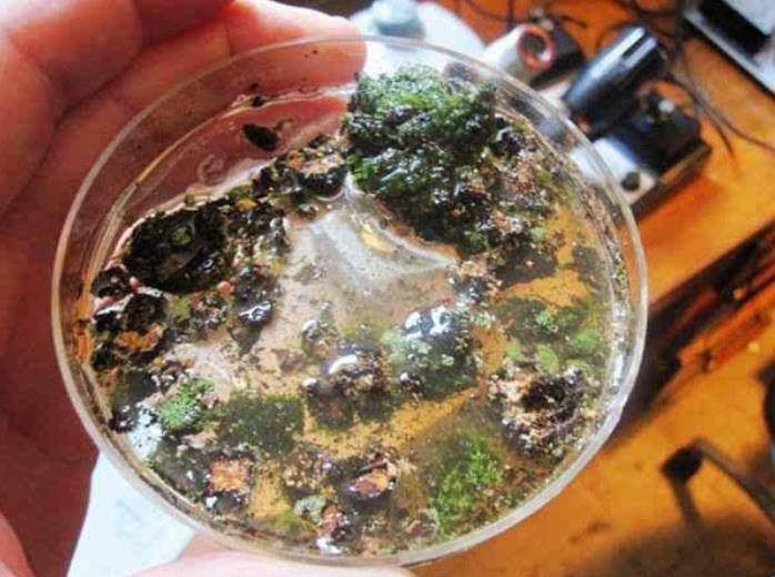 原创 新挖的池塘，过不了多久就会长出鱼，这和生命起源有关吗2