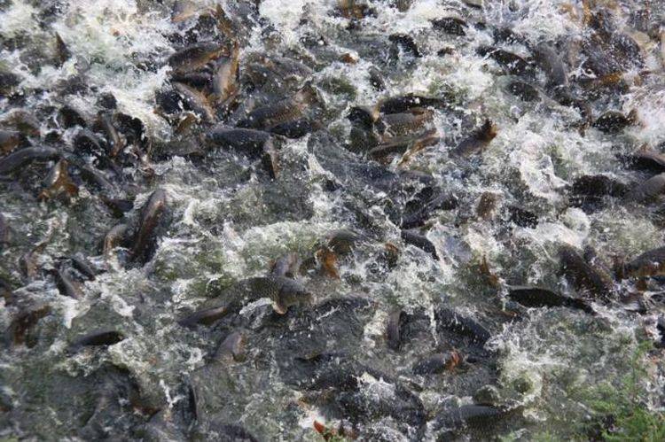 原创 新挖的池塘，过不了多久就会长出鱼，这和生命起源有关吗5