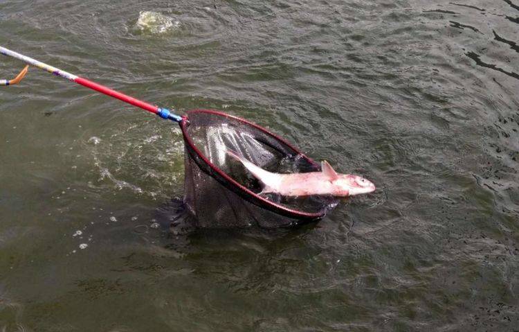 原创 新挖的池塘，过不了多久就会长出鱼，这和生命起源有关吗6