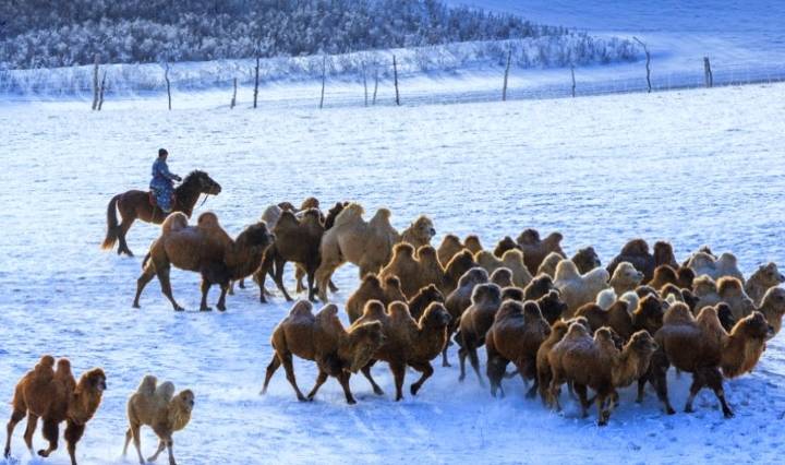 原创 -30℃的坝上草原星空太美，自驾游客太大意，差点有去无回10