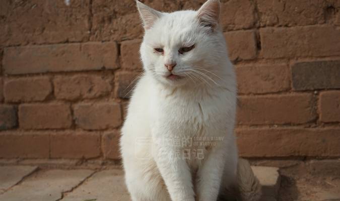 原创 去西安秦岭爬“野山”,沿途寺庙善意举动,游人感动不已9