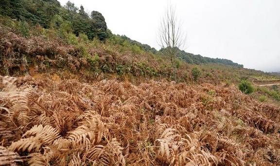 原创 原始森林探蜜之旅:好蜜来得太不容易,敬佩坚持三十七年的取蜜人3