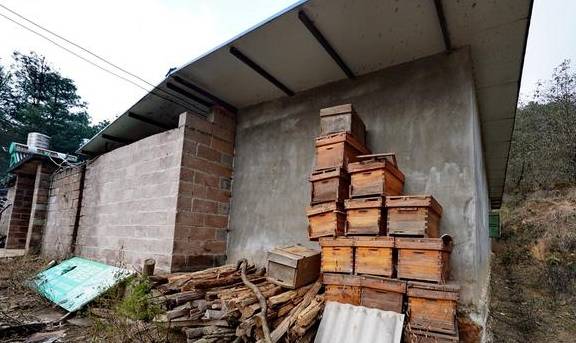 原创 原始森林探蜜之旅:好蜜来得太不容易,敬佩坚持三十七年的取蜜人4