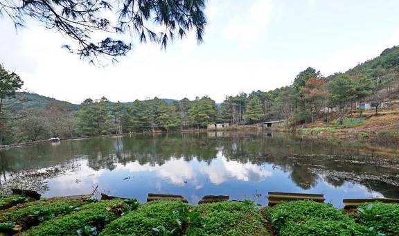 原创 原始森林探蜜之旅:好蜜来得太不容易,敬佩坚持三十七年的取蜜人10