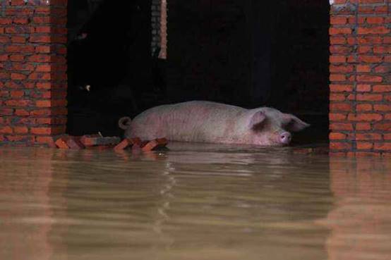 原创 为何过来人总说,被洪水接触过的东西都要丢弃?专家终于道出实情3
