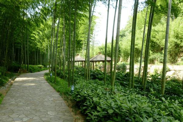 宜兴竹海风景区在哪里 具体地址及交通指南3