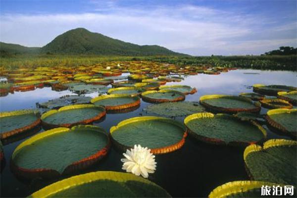 白洋淀景区门票多少钱一张?具体开放时间介绍1