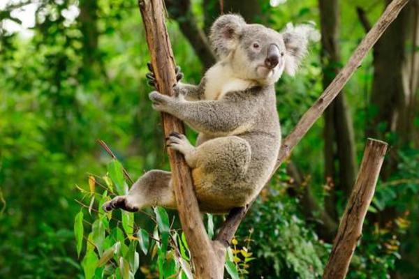 长隆野生动物园游玩路线推荐1