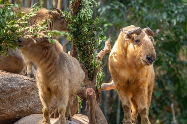 长隆野生动物园游玩路线推荐2