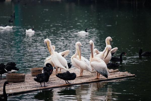 长隆野生动物园游玩路线推荐3