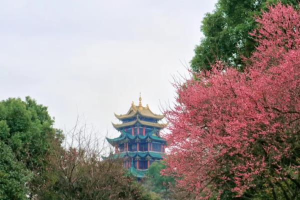 重庆哪里有腊梅园 赏梅花的地方推荐1