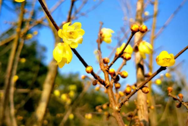 重庆哪里有腊梅园 赏梅花的地方推荐2
