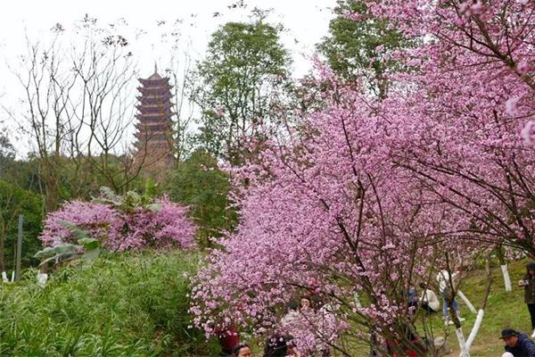 重庆哪里的腊梅最出名 哪里可以看腊梅1